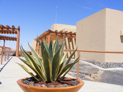 Cactus in fron of property